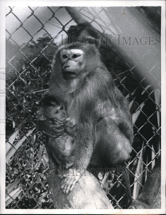 1956 Pigtail Macaque clutching new born child at San Francisco Zoo - Historic Images