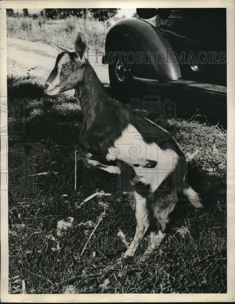 1939 Goat born crippled walked after three days - Historic Images