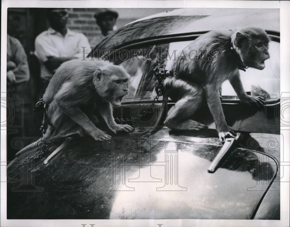 1952 Press Photo Chico &amp; Josie riding on top of a car after escaping zoo - Historic Images