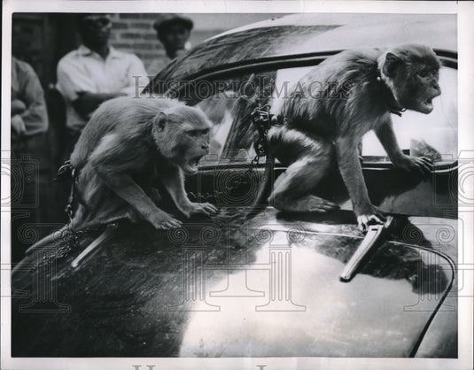 1952 Press Photo Chico & Josie riding on top of a car after escaping zoo - Historic Images