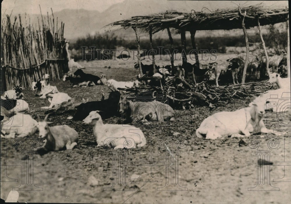 1919 Press Photo Goat Farm - Historic Images