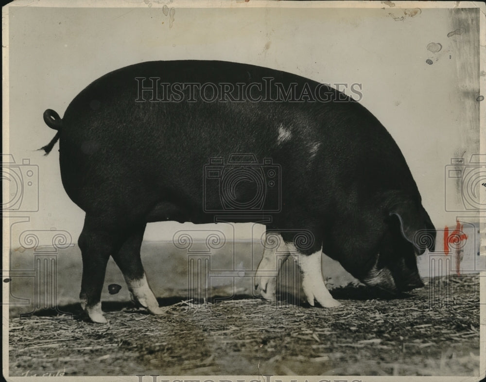 1931 Press Photo Junior Champion Poland China Sow-Historic Images