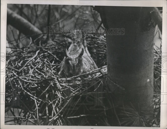 1939 Press Photo Owl Sitting in a Nest - Historic Images
