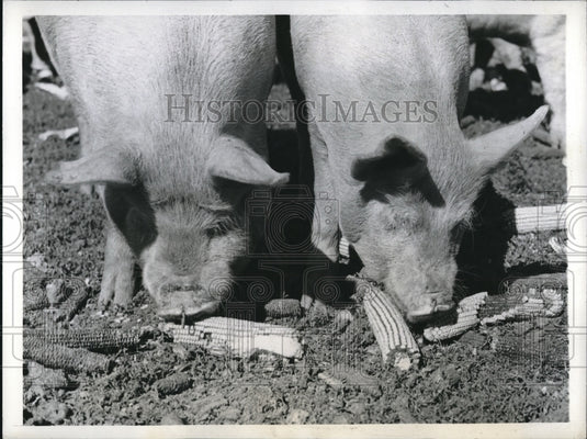 1943 Press Photo Fat Pigs Munch On Corn Cobs Before Going To Chicago Stockyards-Historic Images