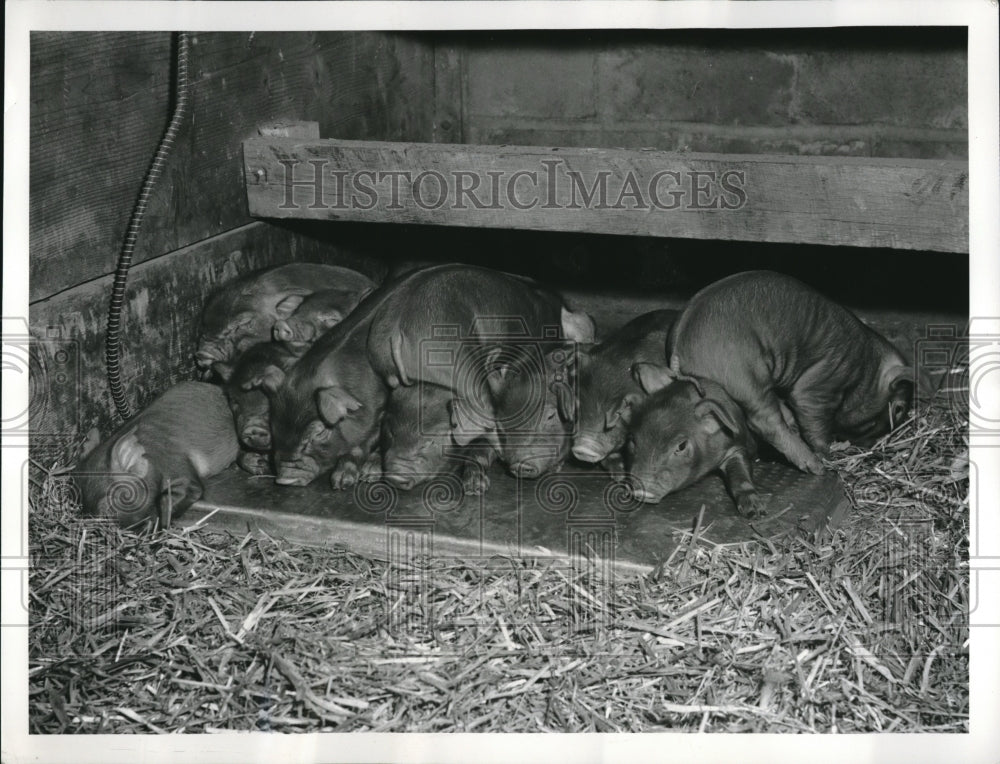 Press Photo Adorable Black Baby Pigs Piled On Top Of One Another Take Nap In Hay - Historic Images