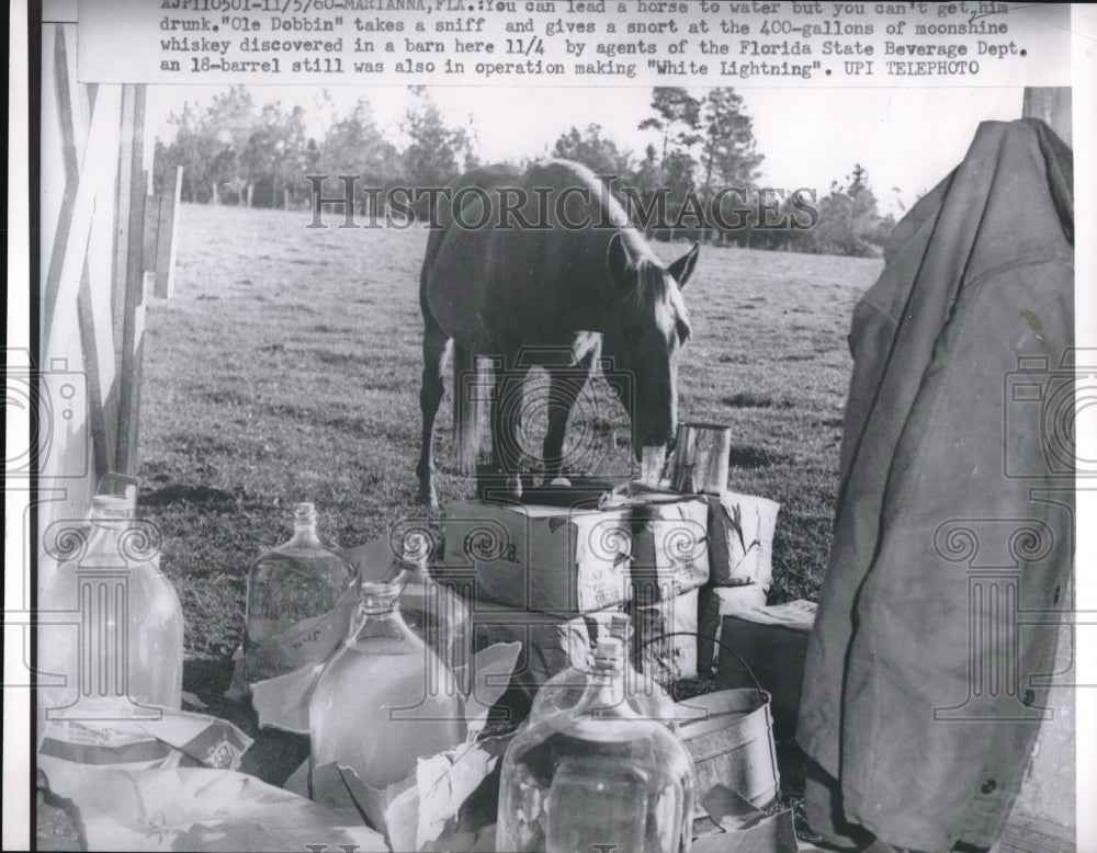 1961 Press Photo A horse takes a sniff of moonshine - Historic Images