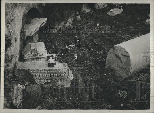1936 Press Photo Cats Roaming Through Open Area - Historic Images