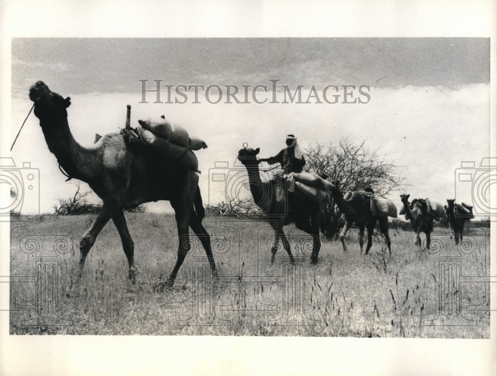 1974 Niamey Nigeria Camel Caravan Carrying Food To Remote Areas - Historic Images