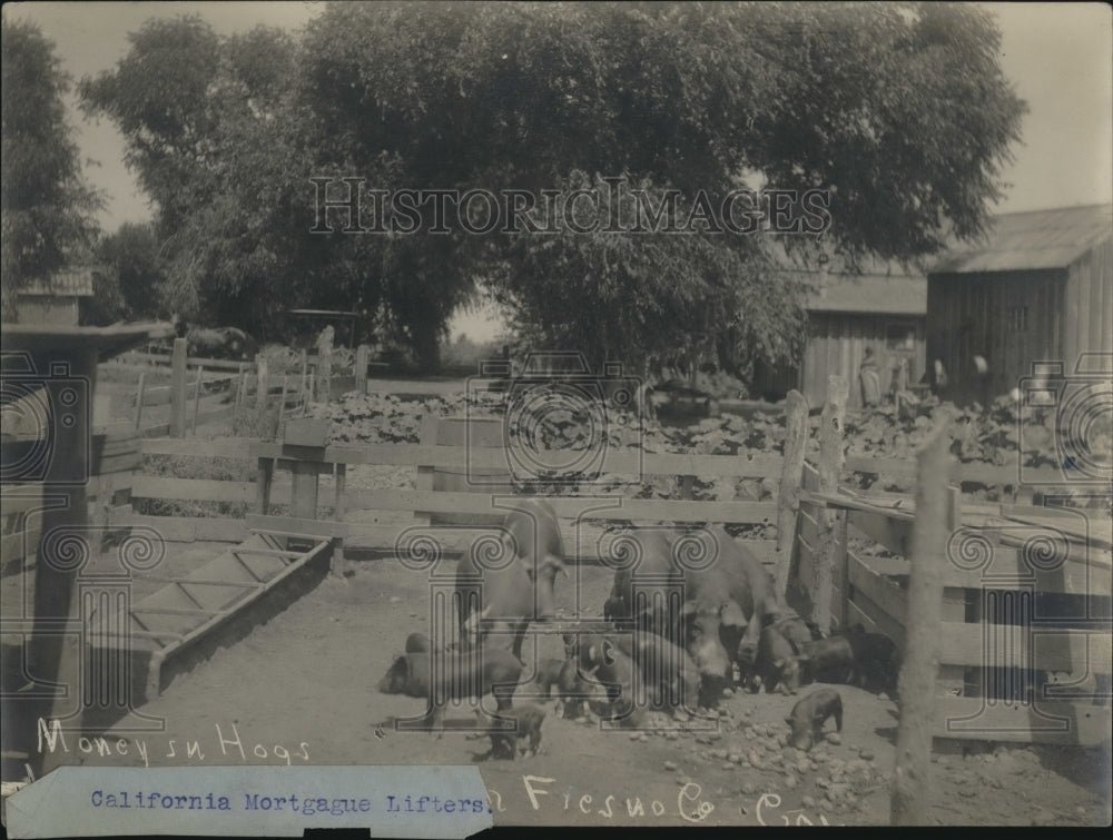 1923 Press Photo Pigs on Farm - Historic Images