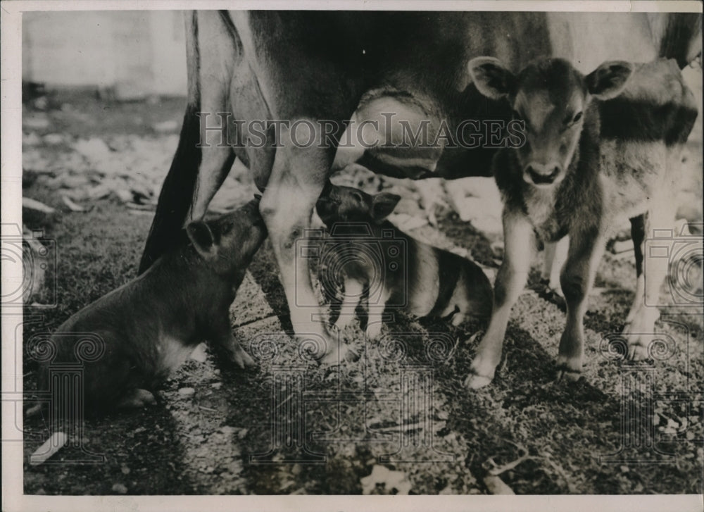 1936 Press Photo Calf&#39;s Foster Brothers 2 Pigs Their Mother Died - Historic Images