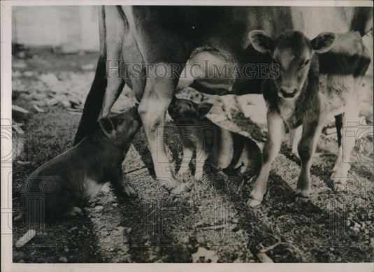1936 Press Photo Calf's Foster Brothers 2 Pigs Their Mother Died - Historic Images