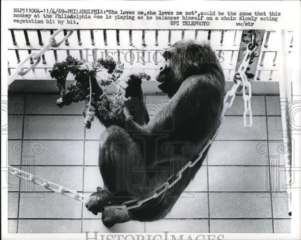 1969 Monkey at Philadelphia Zoo Balancing on Chain - Historic Images