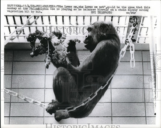 1969 Monkey at Philadelphia Zoo Balancing on Chain - Historic Images