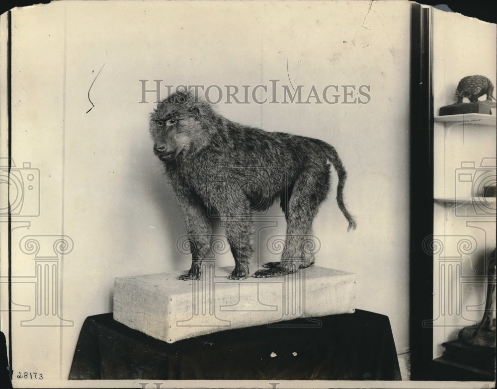 1927 Press Photo Anubis Baboon Collected by Smithsonian East African Expedition - Historic Images