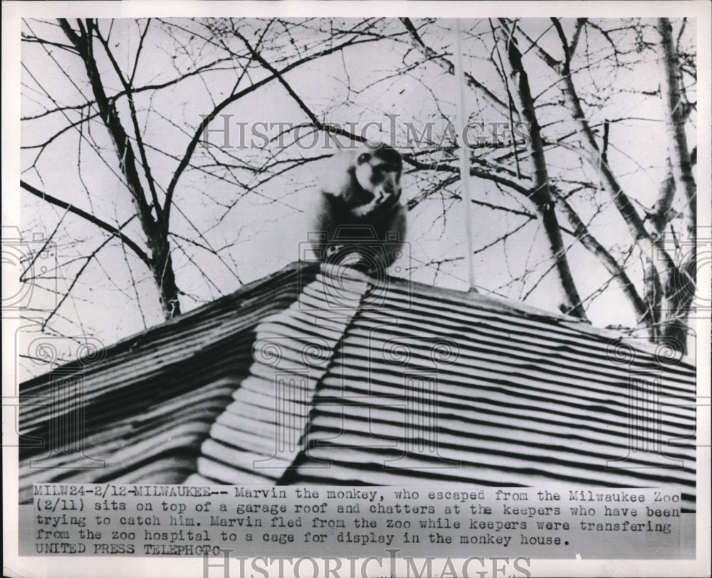 1952 Press Photo Marvin the Monkey on Garage Roof After Escaping Milwaukee Zoo - Historic Images