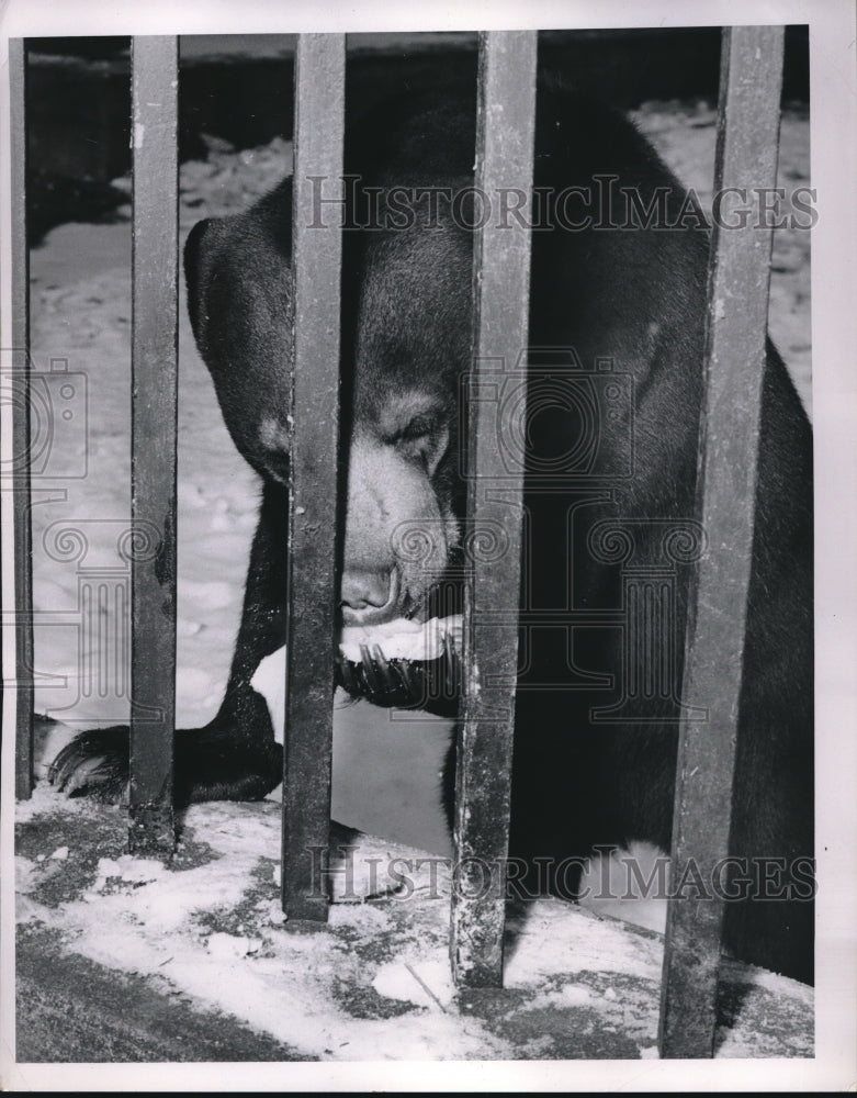 1955 Press Photo Bear In Zoo Eating in His Cage - Historic Images