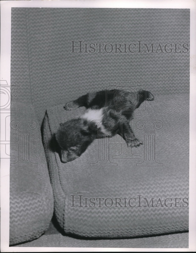 1955 Baby Bear on a Couch - Historic Images