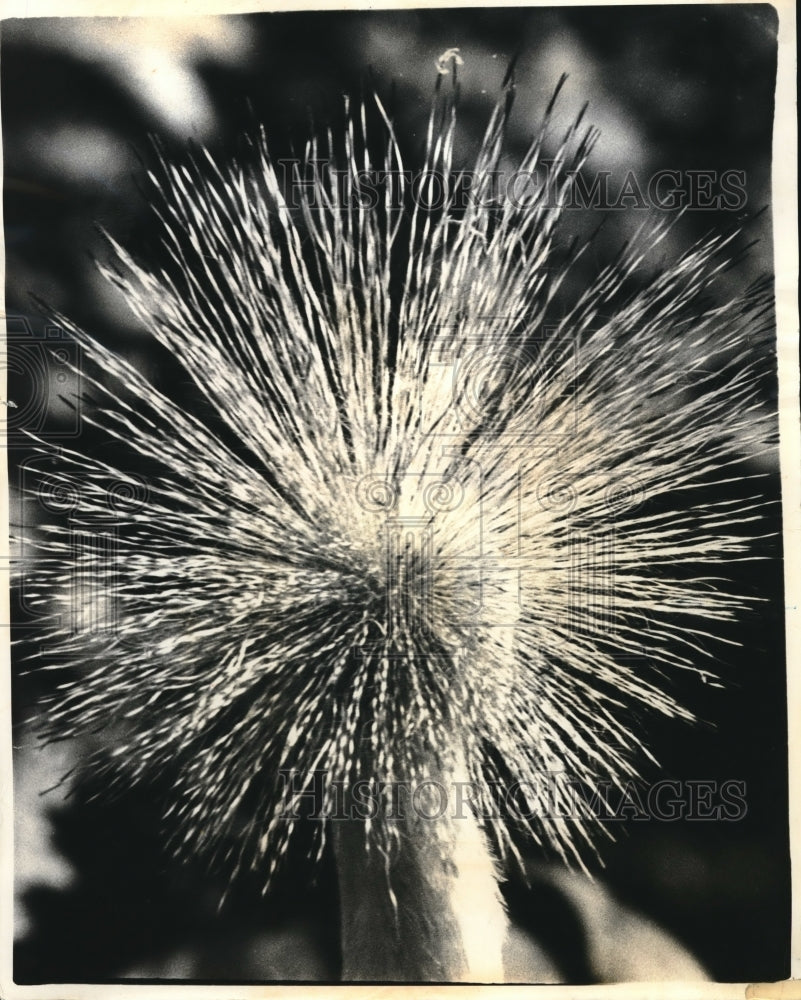 1970 Press Photo Puzzle Picture Looks Like Dandelion Or Sparks Made By Welder - Historic Images