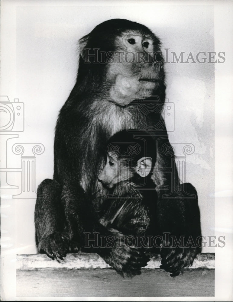 1969 Press Photo Mother Baboon watches son like a hawk in St. Louis Zoo - Historic Images