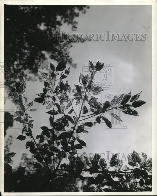 Press Photo Plant against the backdrop of the sun - Historic Images