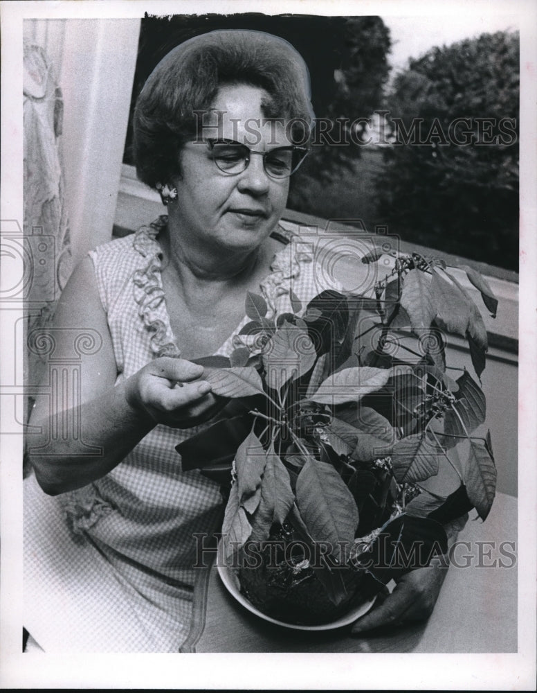 Press Photo Mrs Joe Witlranonn with Indoor Plant - Historic Images