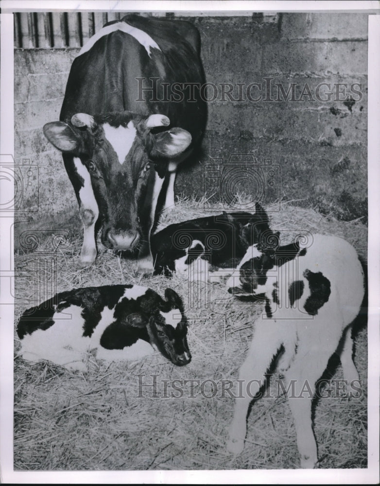 1955 Press Photo Mother Cow and little ones-Historic Images