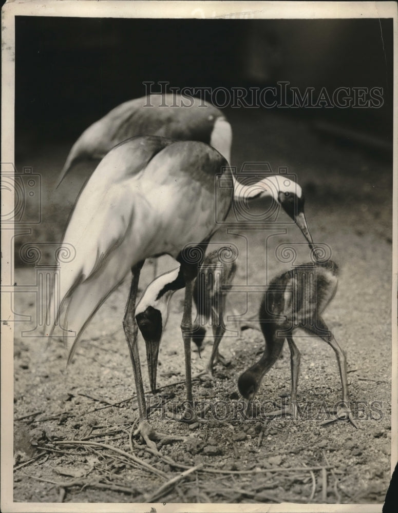 1931 Press Photo Mother White Crane Makes Adjustment To Baby Crane&#39;s Back End - Historic Images