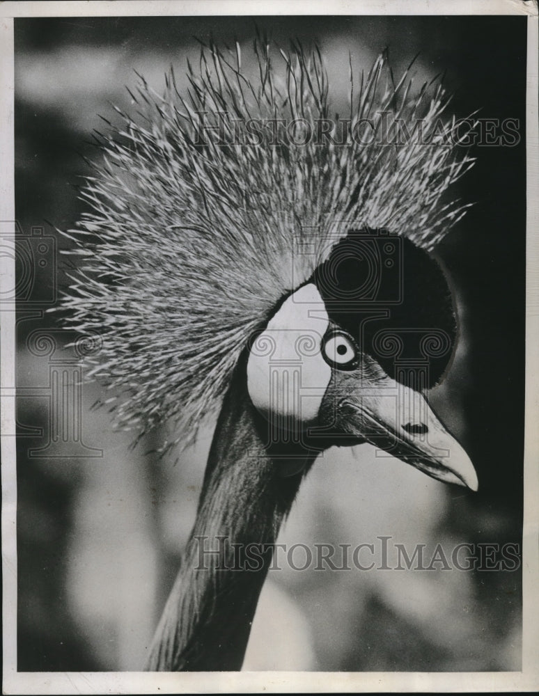 1934 Madam Crane Bird With Chic Black Velvet Cap and Crown - Historic Images