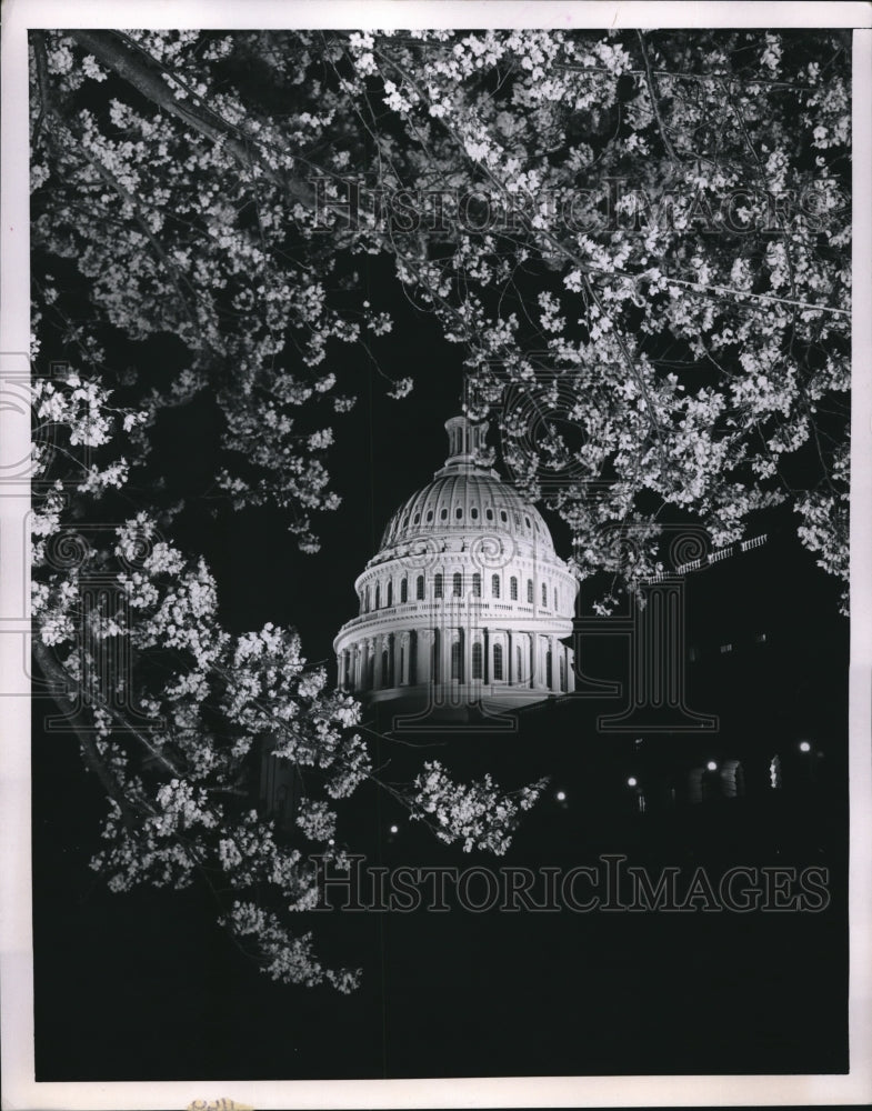 1953 Pretty View Of DC Capitol Building Through Cherry Blossom Trees - Historic Images