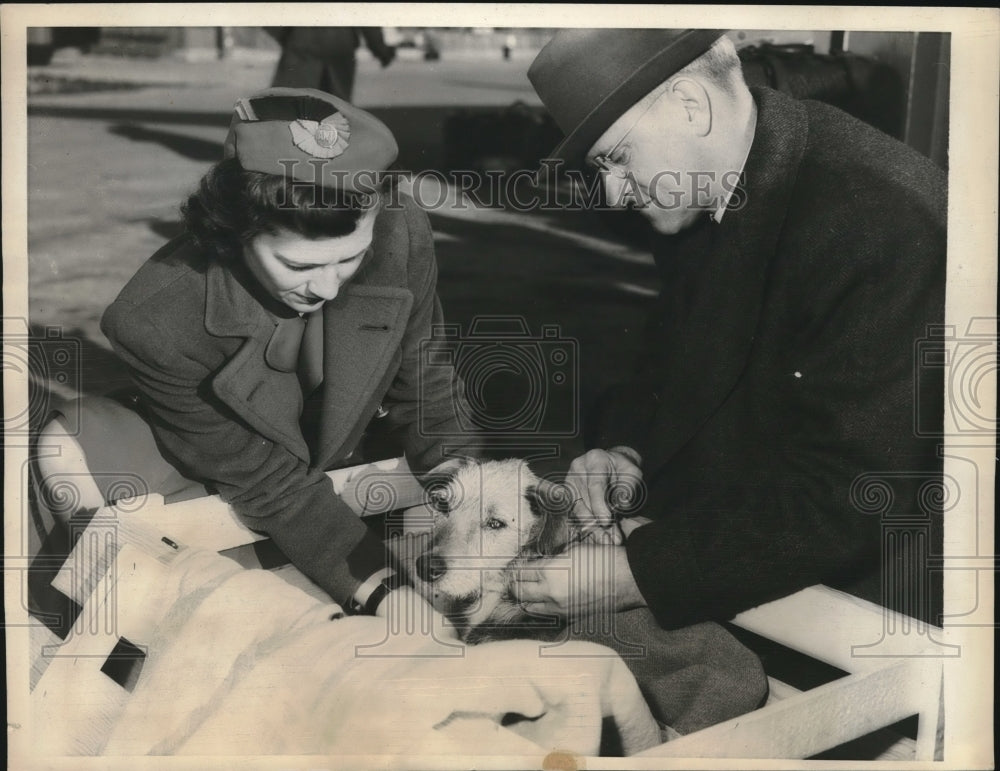 1941 Grieving Dog Laddie Given Stimulant for Flight - Historic Images