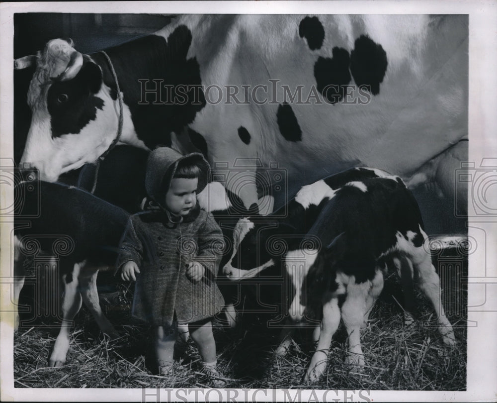 1954 Press Photo Susan Ann Christiana Getting Acquainted with 4 Calves - Historic Images