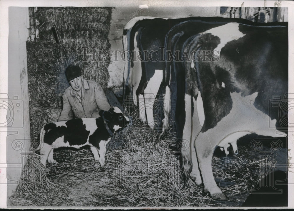 1954 Press Photo Farmer Herman Dillman &amp; Holstein Calf Stands 1 1/2 Feet High - Historic Images