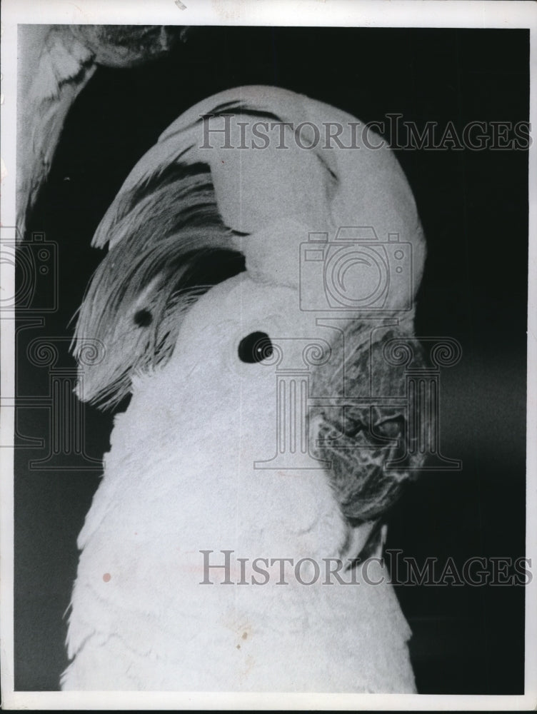 1960 Press Photo Salmon-Crested Cockatoo - Historic Images