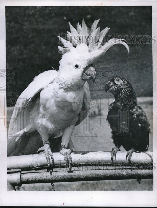 1961 Press Photo White Sulphur Crested Cockatoo with Hawk Headed Parrot - Historic Images