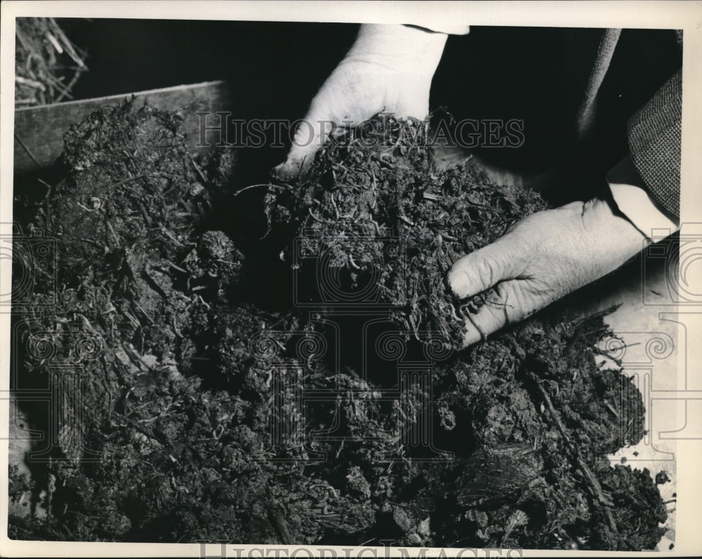 1948 Otis Green showing his compost soil that he made now w/ worms - Historic Images