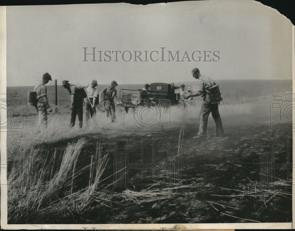 1931 Press Photo Wheat Farmers in Washington Destroying the fields - Historic Images