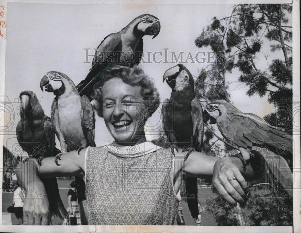 1959 Press Photo Mrs George Tabant with Nosy South American Parrots - Historic Images