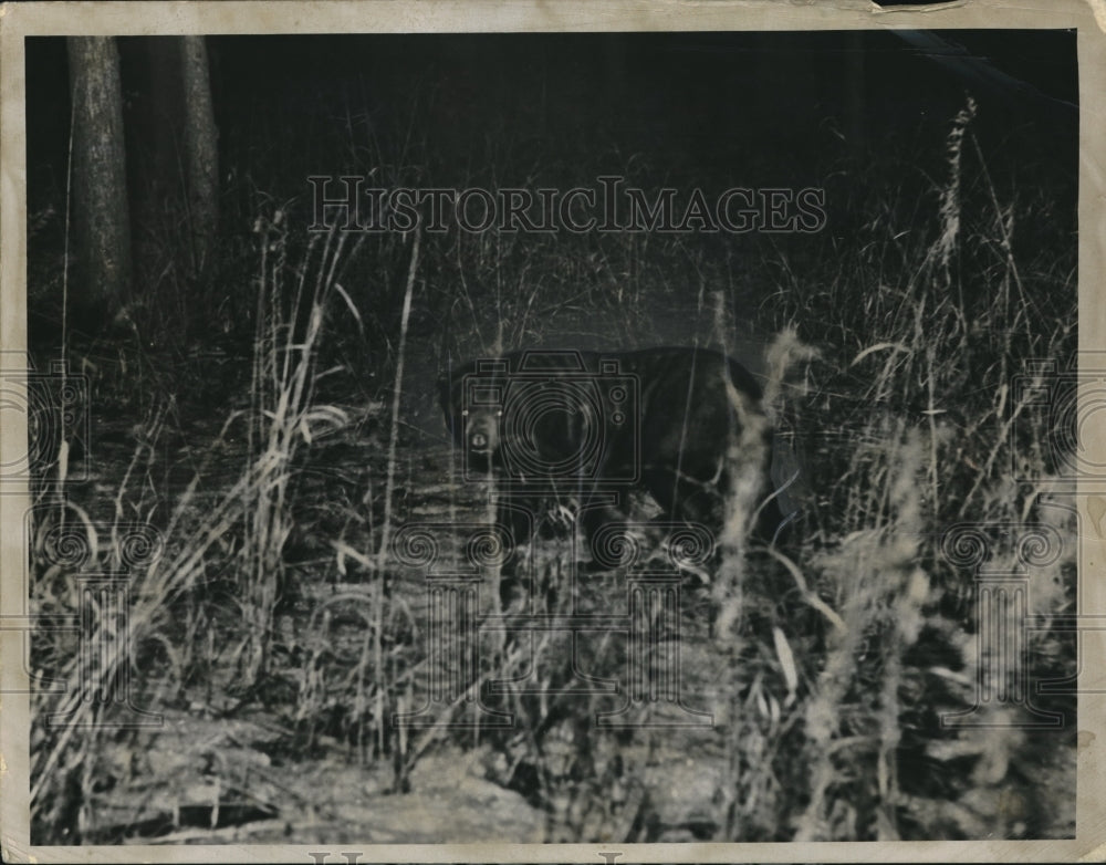 1936 Press Photo Black Bear in the Wild-Historic Images