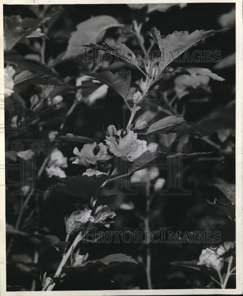 Press Photo flowers - Historic Images