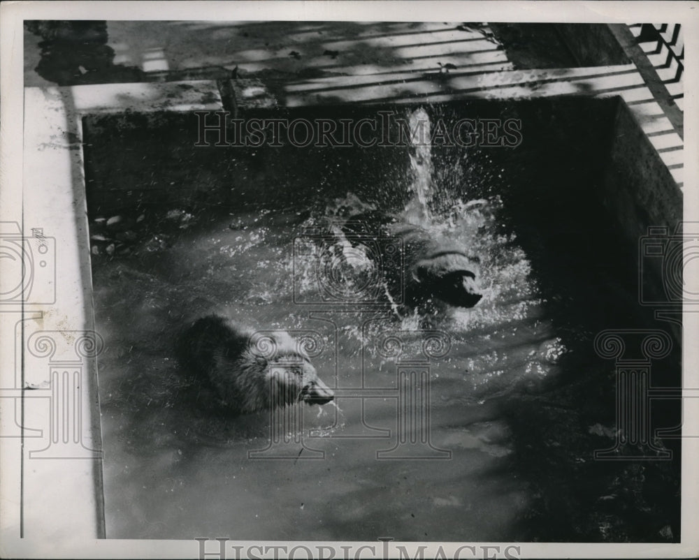 1946 Pair Of Bears Bath In A Pool - Historic Images