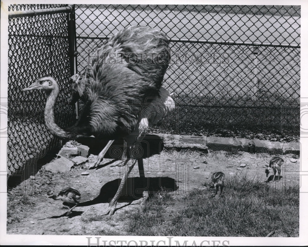 1960 Press Photo Emu and babies Cleveland zoo - Historic Images