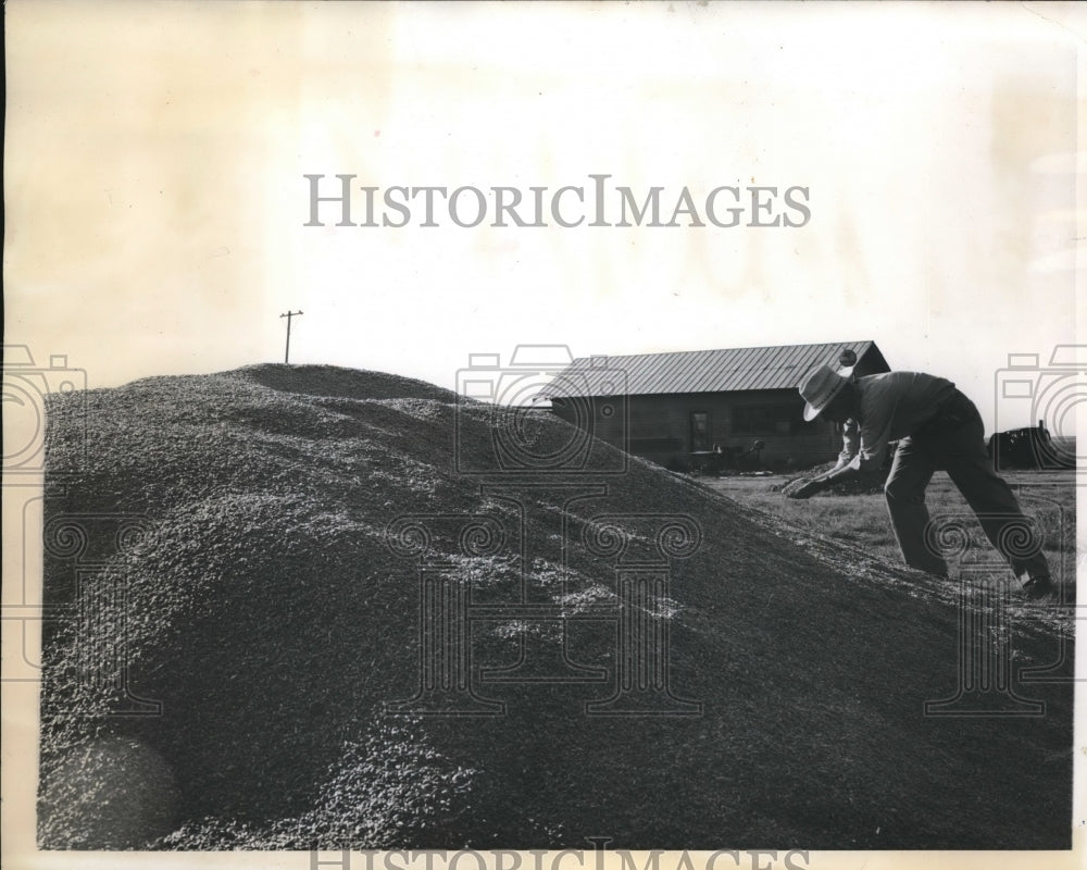 1943 Press Photo Pile of Wheat on the L.M. Fedric Ranch - Historic Images