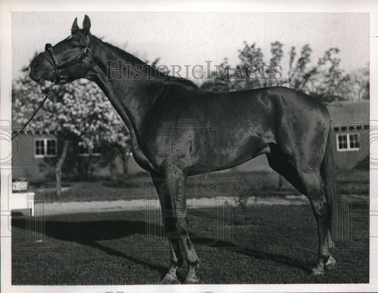 1938 Press Photo Derby runner Traffic Light waiting on Belmont. - Historic Images
