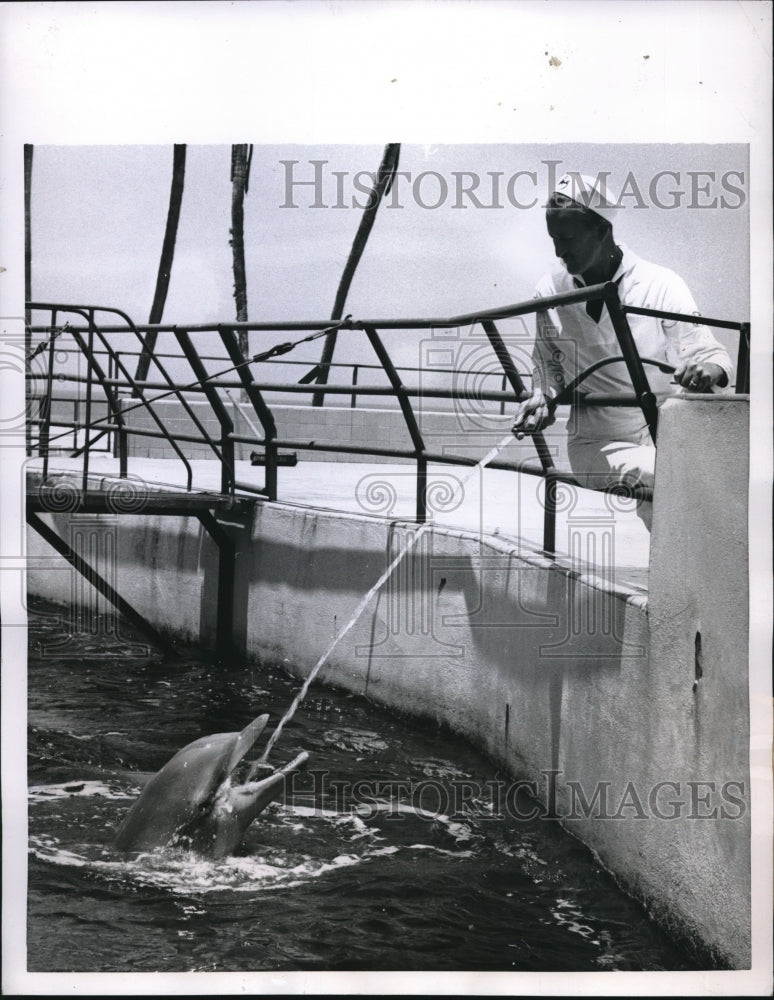 1955 Press Photo Marineland, Attendant Mitch Lightsey-Historic Images