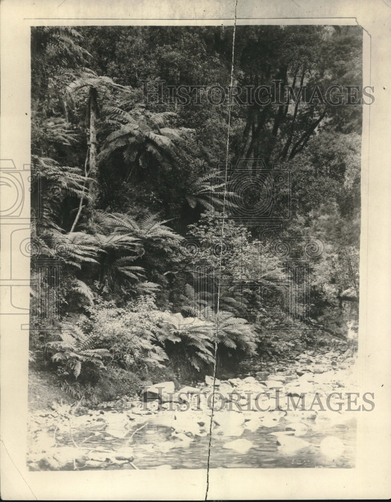 1926 Press Photo New Zealand Foliage - Historic Images