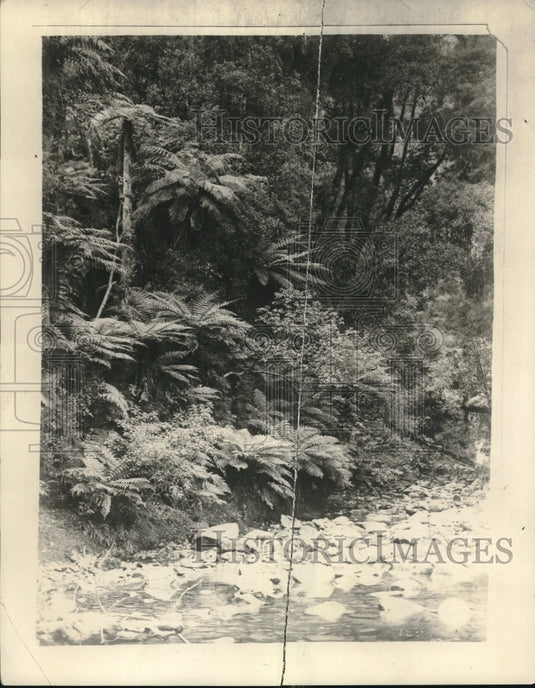 1926 Press Photo New Zealand Foliage - Historic Images