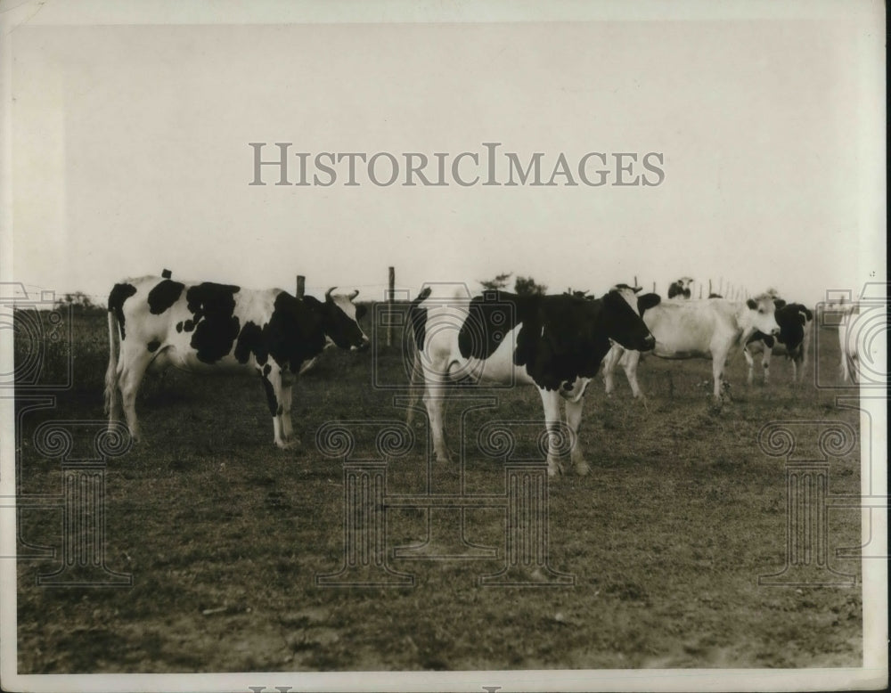 1932 Press Photo Part of the J.C. Aldrich dairy hurd, source of milk - nec23403 - Historic Images