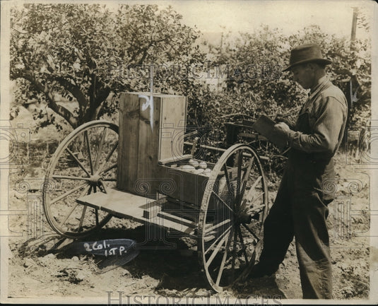 1920 Press Photo Man Weighing Produce with Scales-Historic Images