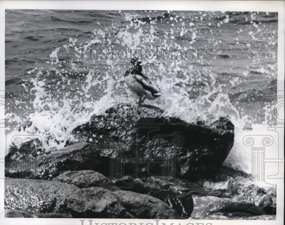 1962 Press Photo Duck on a Rock Suffolk County&#39;s Long Beach East of Noyack LI - Historic Images