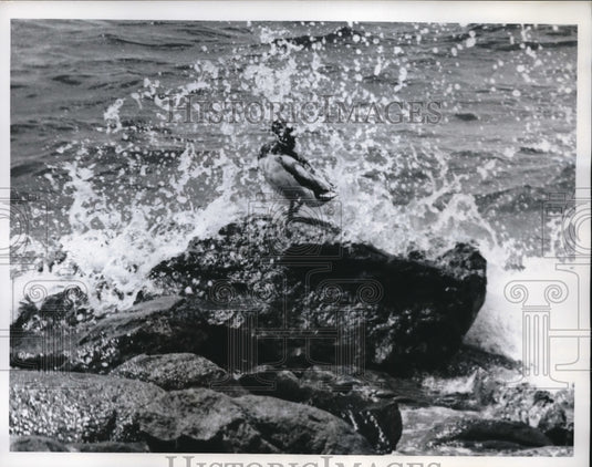 1962 Press Photo Duck on a Rock Suffolk County's Long Beach East of Noyack LI - Historic Images
